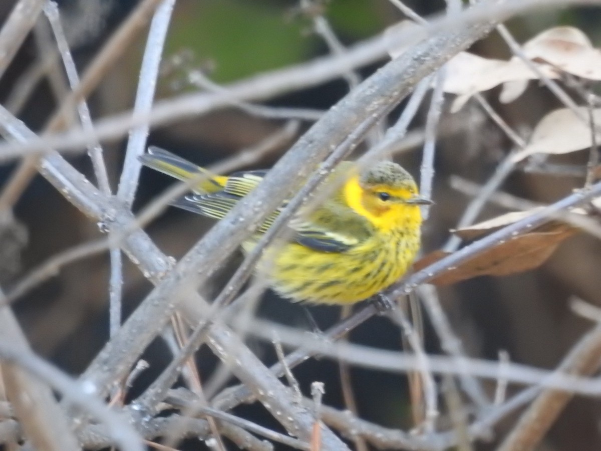 Cape May Warbler - Katherine Edison