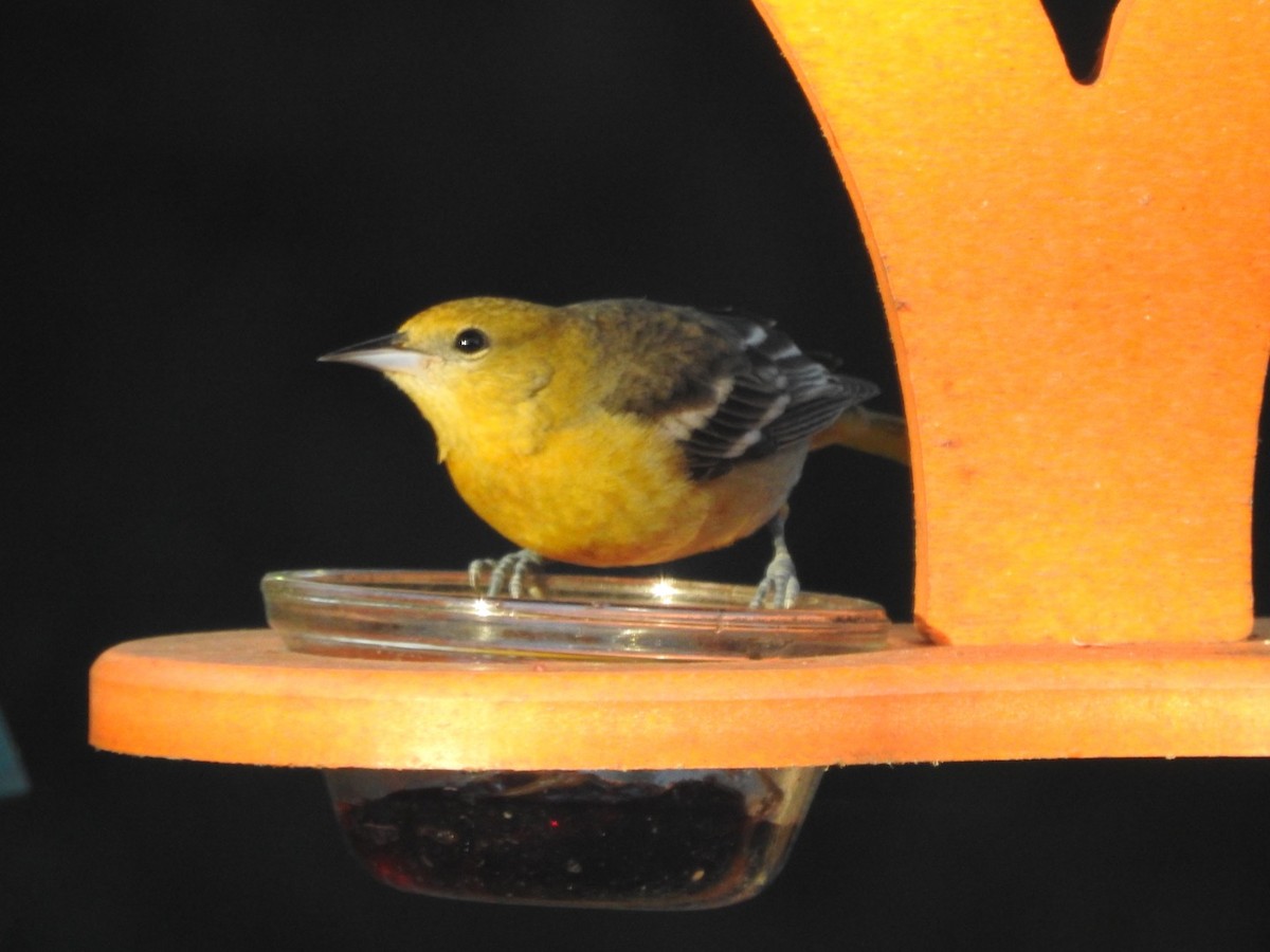 Baltimore Oriole - ML516748271