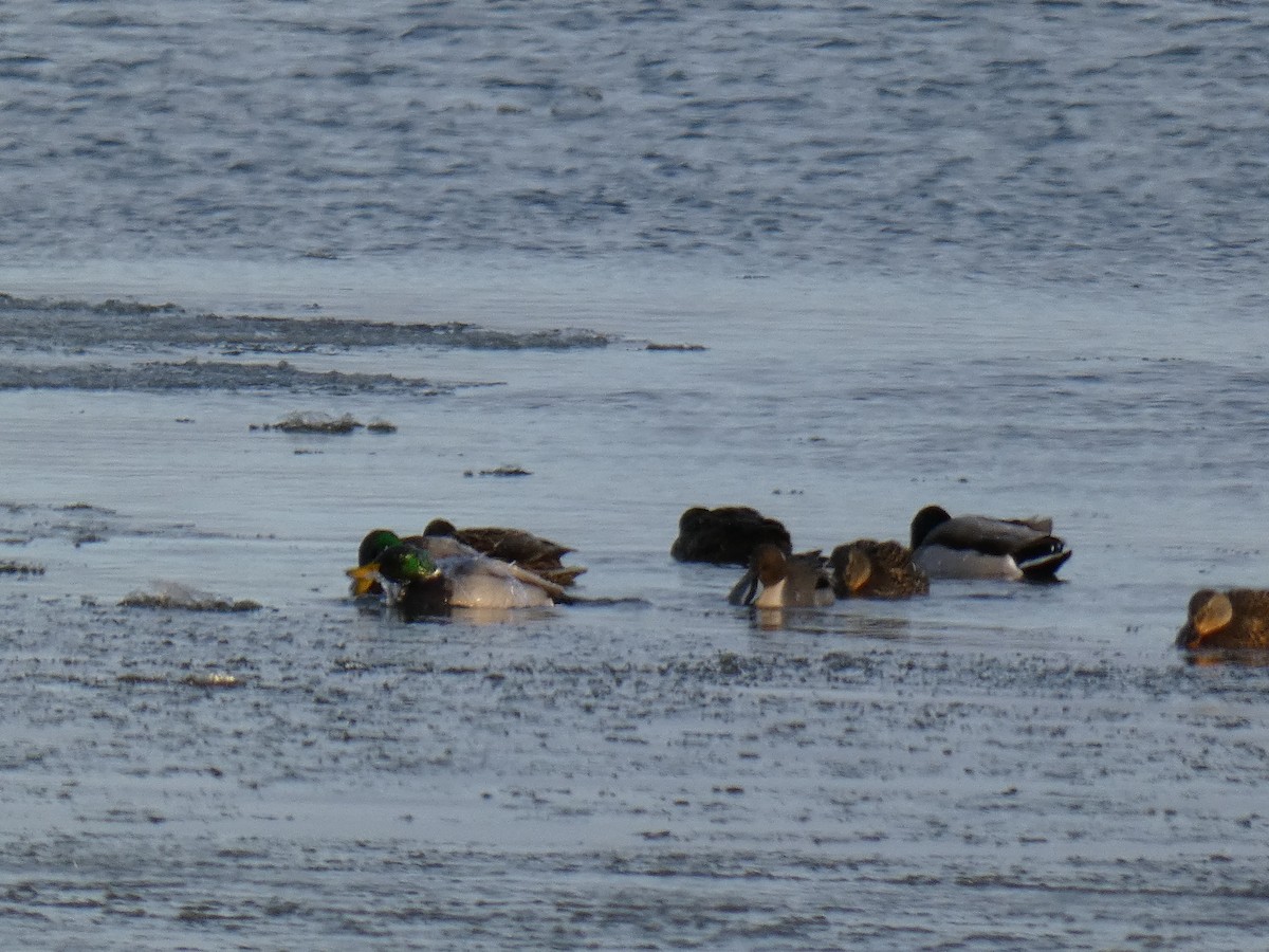 Northern Pintail - ML516749821