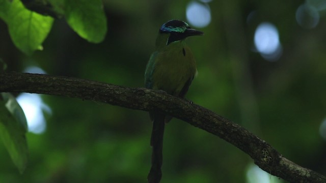 Lesson's Motmot - ML516751