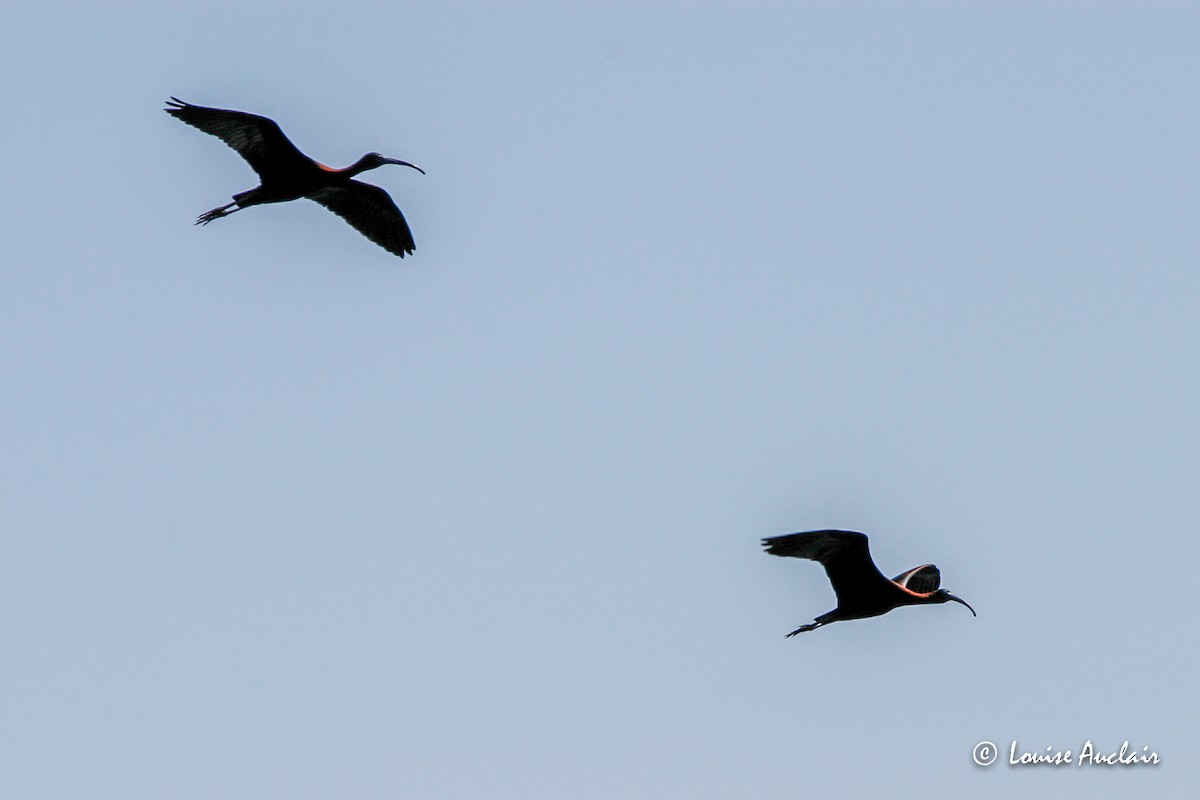 ibis hnědý - ML516751271