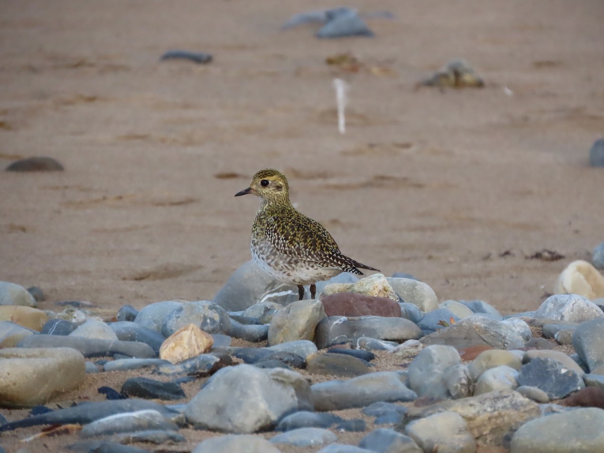 European Golden-Plover - ML516751391