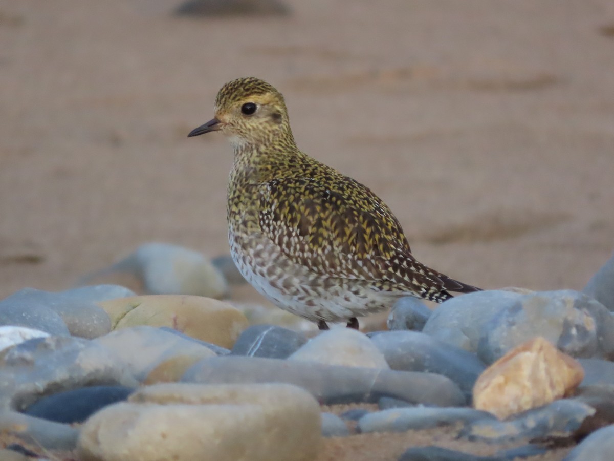 European Golden-Plover - ML516751531
