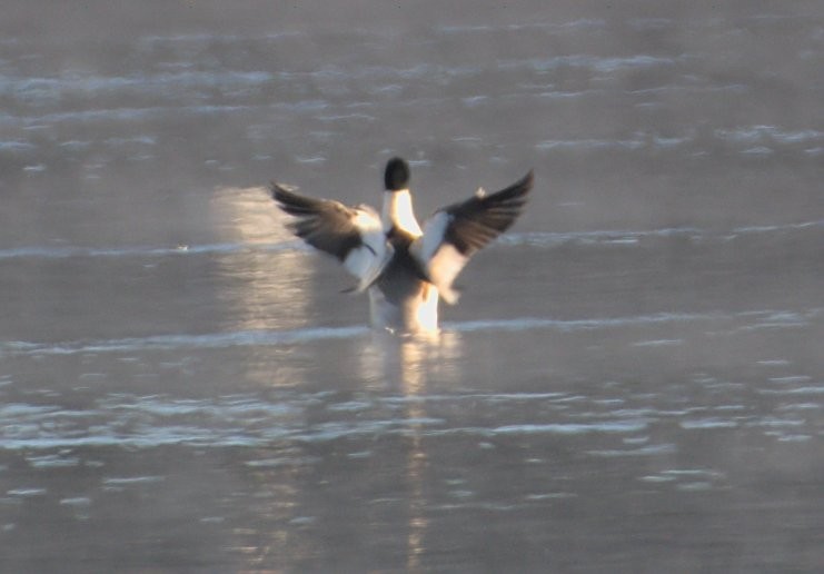 Common Merganser - Chip Davis