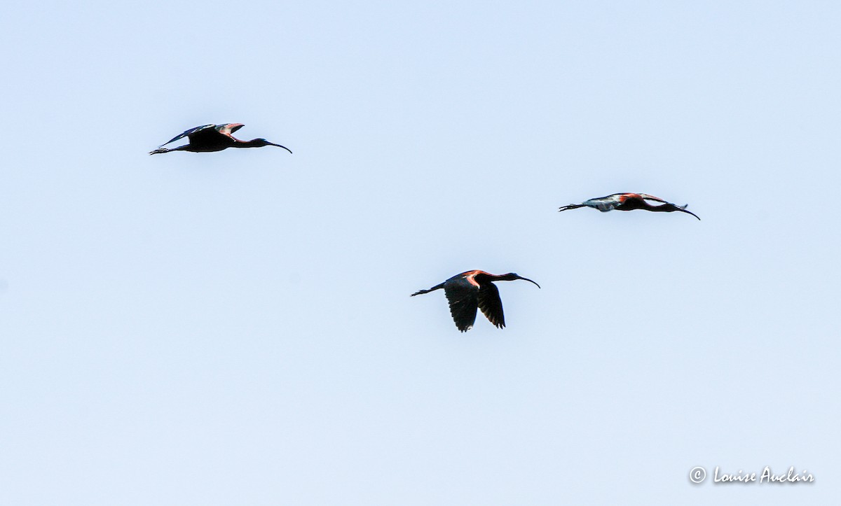 ibis hnědý - ML516751591