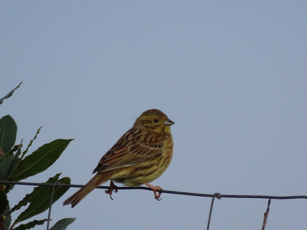 Cirl Bunting - ML516751831