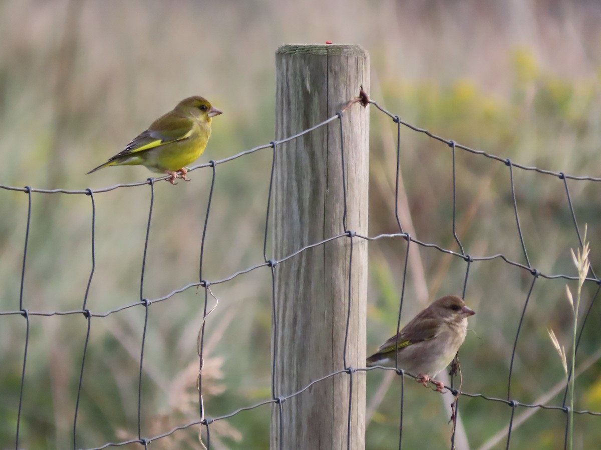 European Greenfinch - ML516752111
