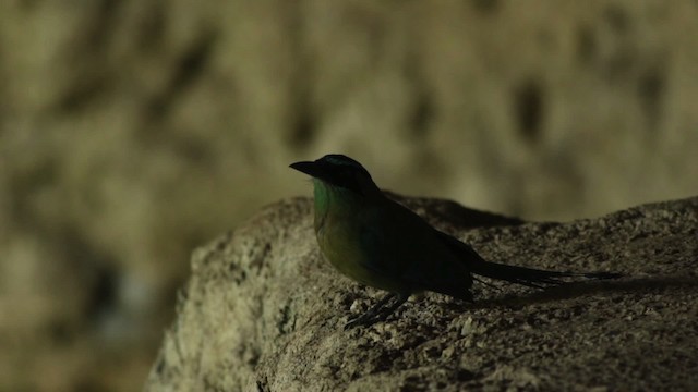 Lesson's Motmot - ML516754