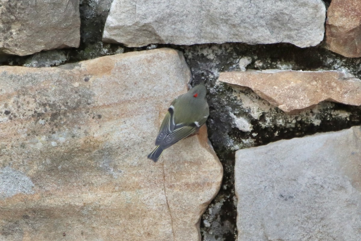 Roitelet à couronne rubis - ML516754261