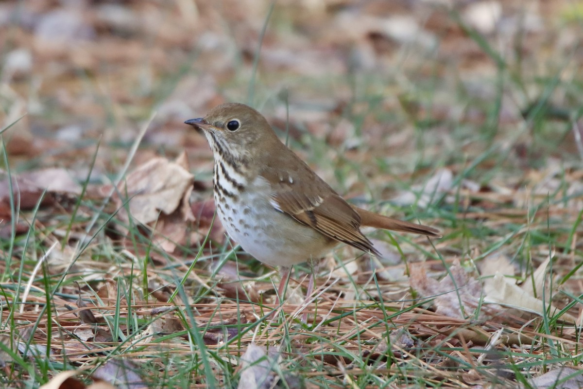 Hermit Thrush - ML516754321