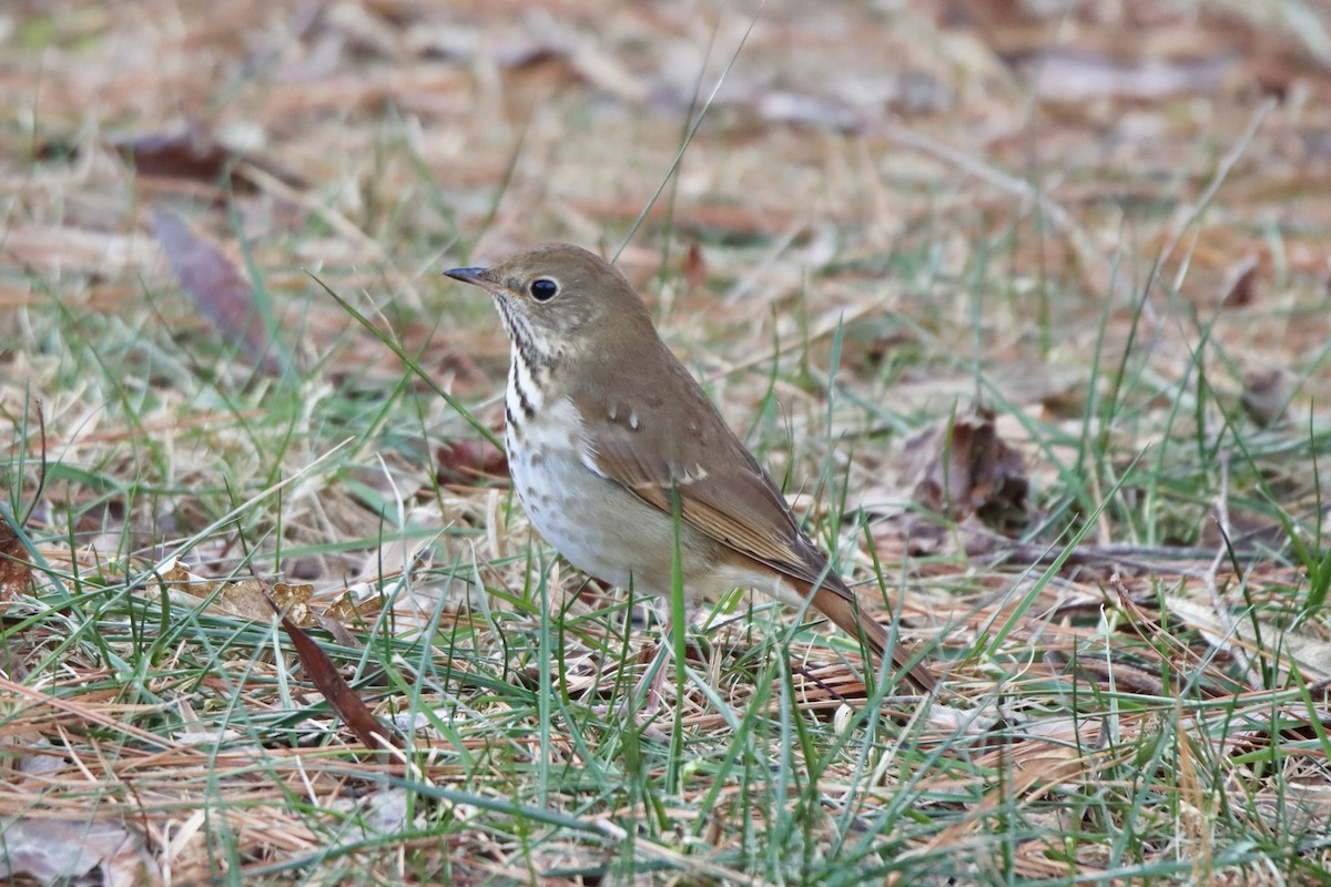 Hermit Thrush - ML516754331