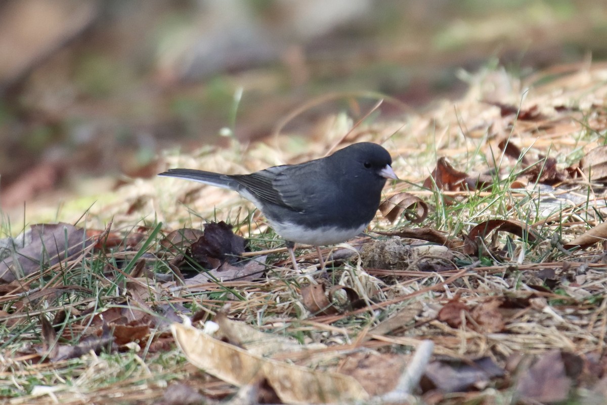 Dark-eyed Junco - Jin Bai