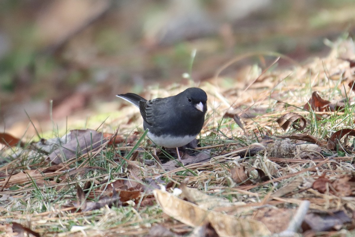 Junco ardoisé - ML516754371