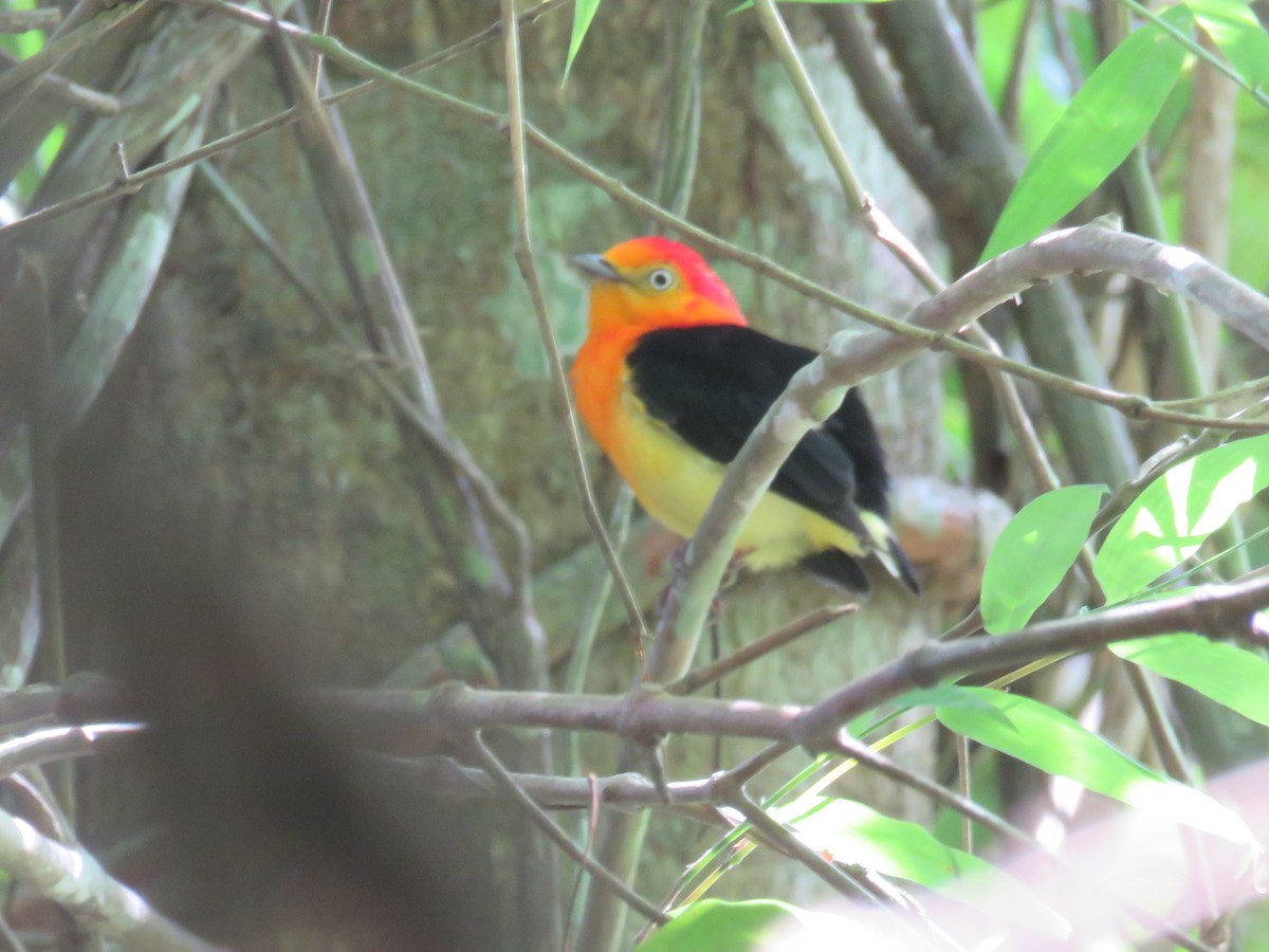 Band-tailed Manakin - ML516755011