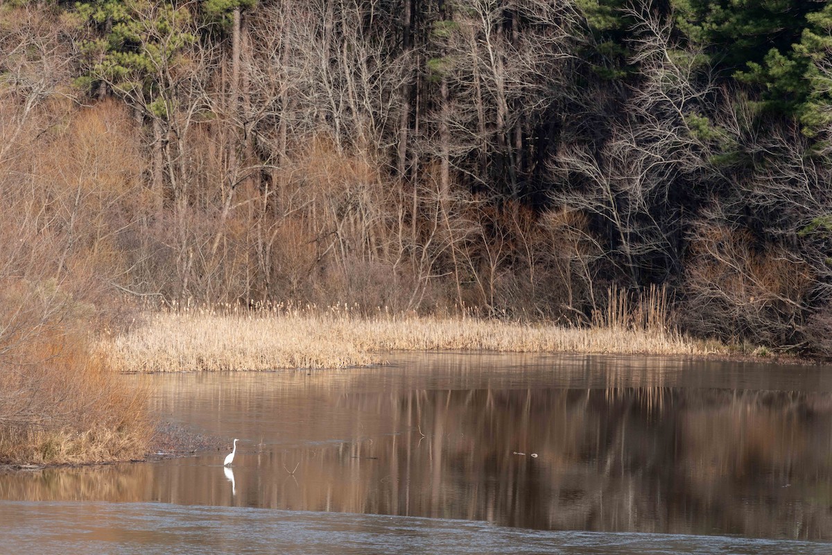 Great Egret - ML516755131