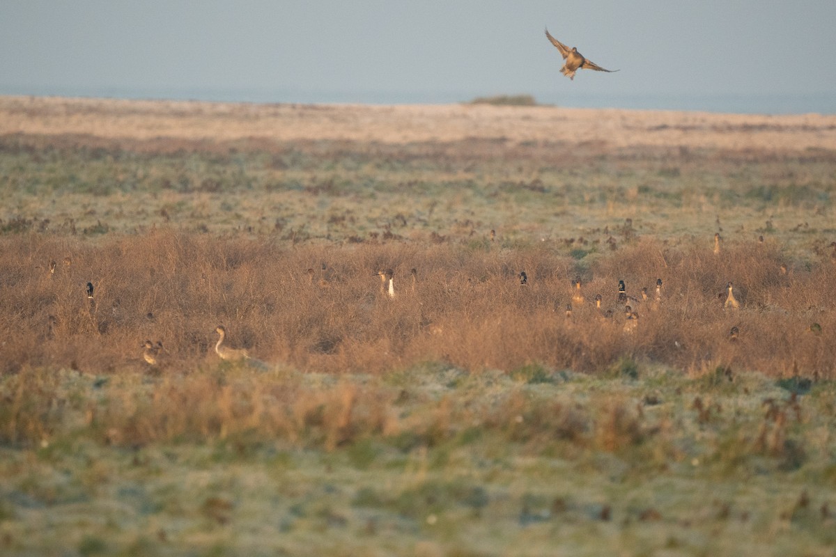 Northern Pintail - ML516755761