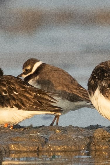 Common Ringed Plover - ML516755801