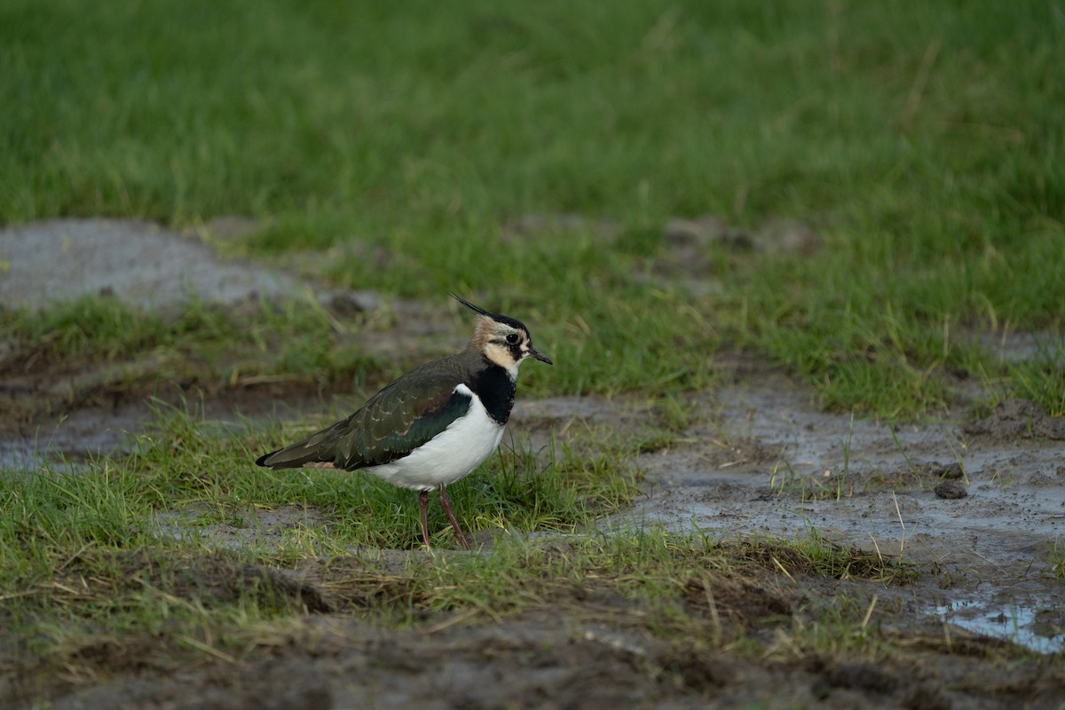 Northern Lapwing - ML516755811