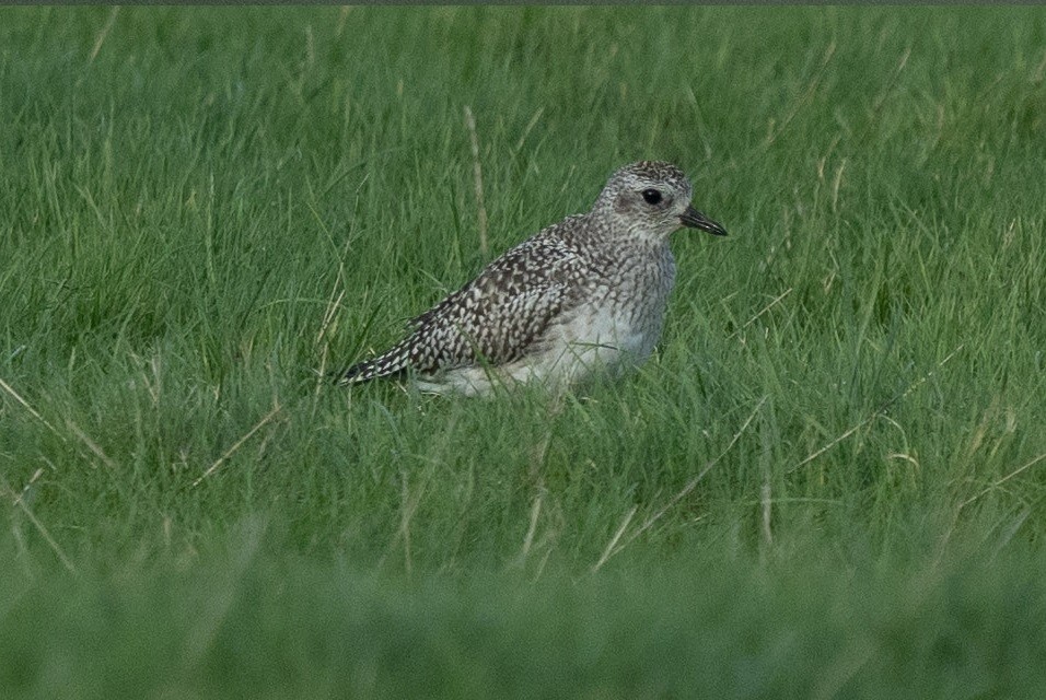 Black-bellied Plover - ML516755821