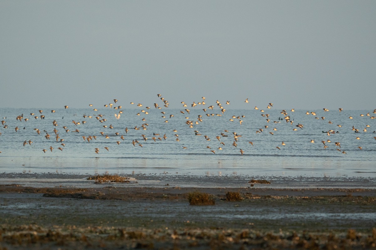 Dunlin - ML516755851