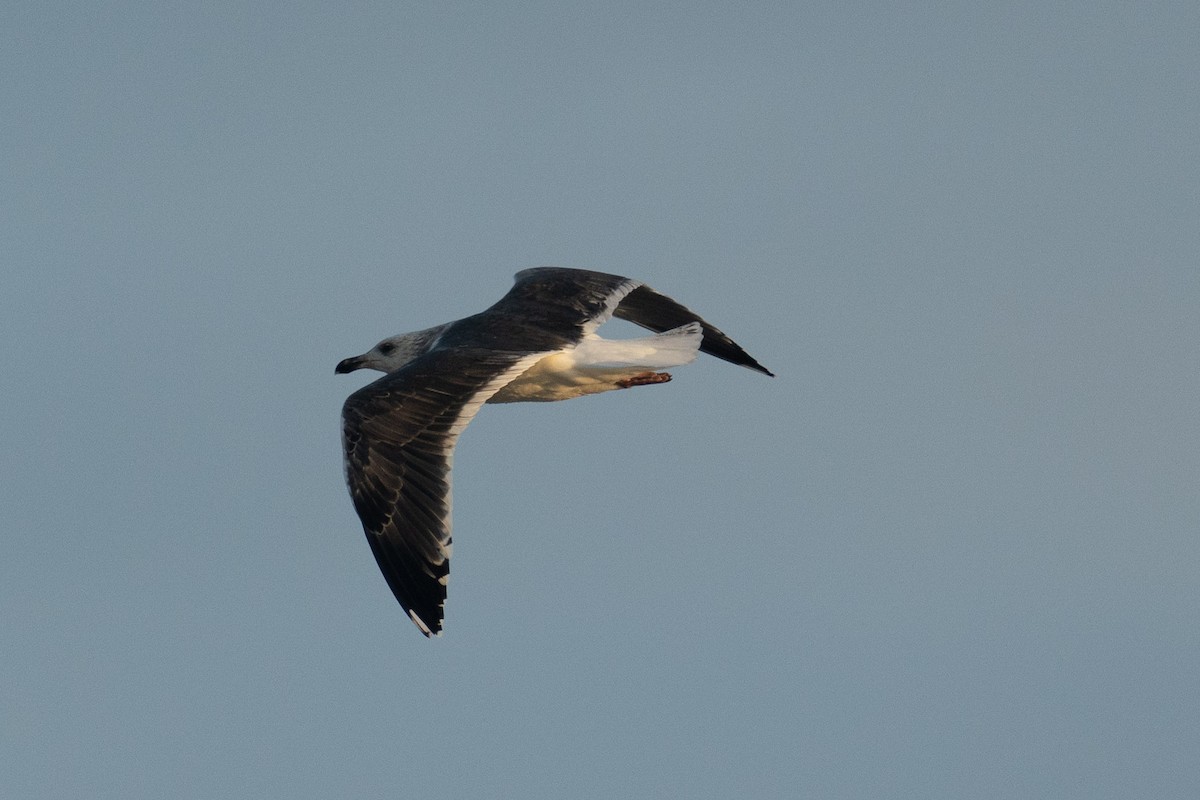 Great Black-backed Gull - ML516755921