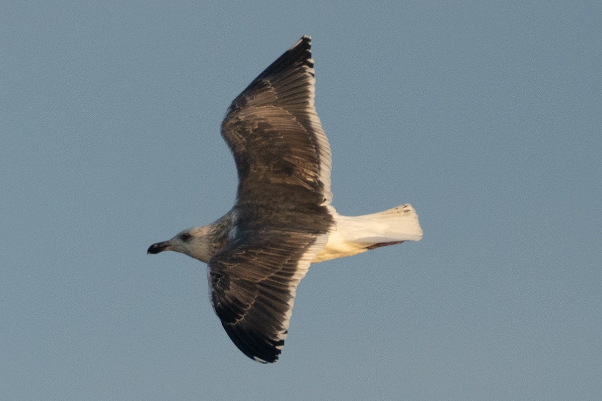 Great Black-backed Gull - ML516755931