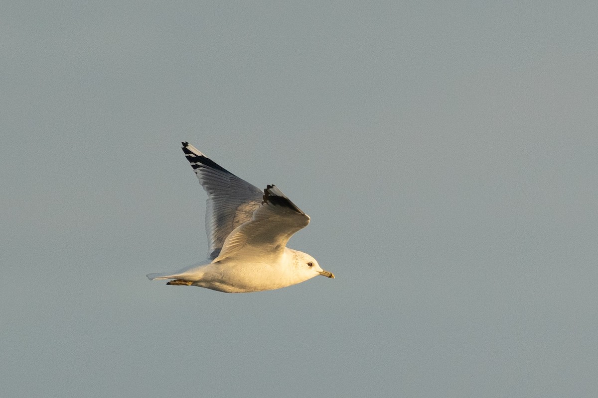 Common Gull - ML516755951