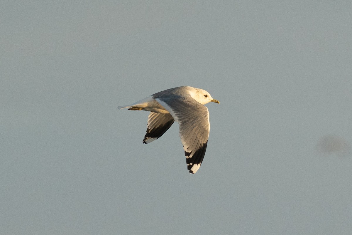 Common Gull - ML516755971