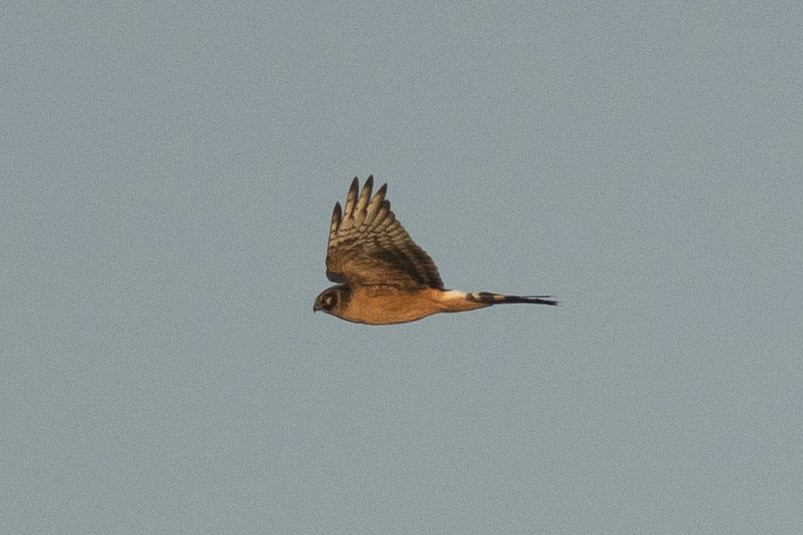 Pallid Harrier - ML516756011