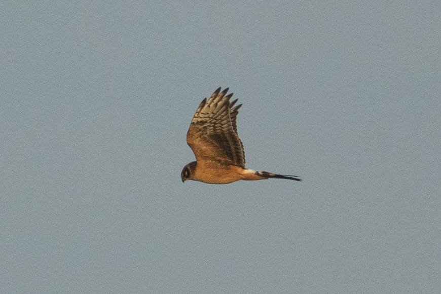 Pallid Harrier - ML516756021