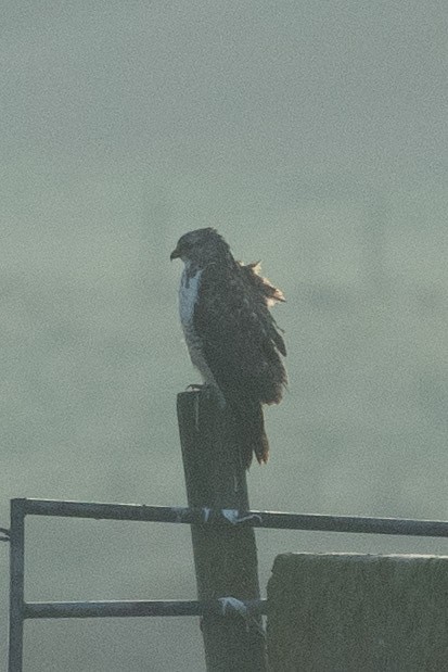 Common Buzzard - ML516756031