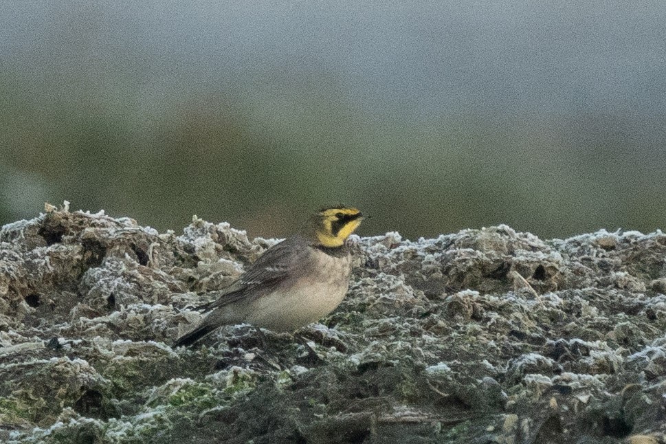 Horned Lark - ML516756081
