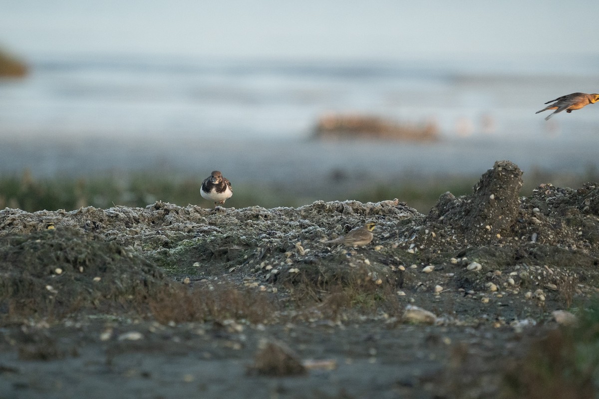 Horned Lark - ML516756091