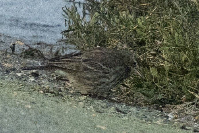 Rock Pipit - ML516756111