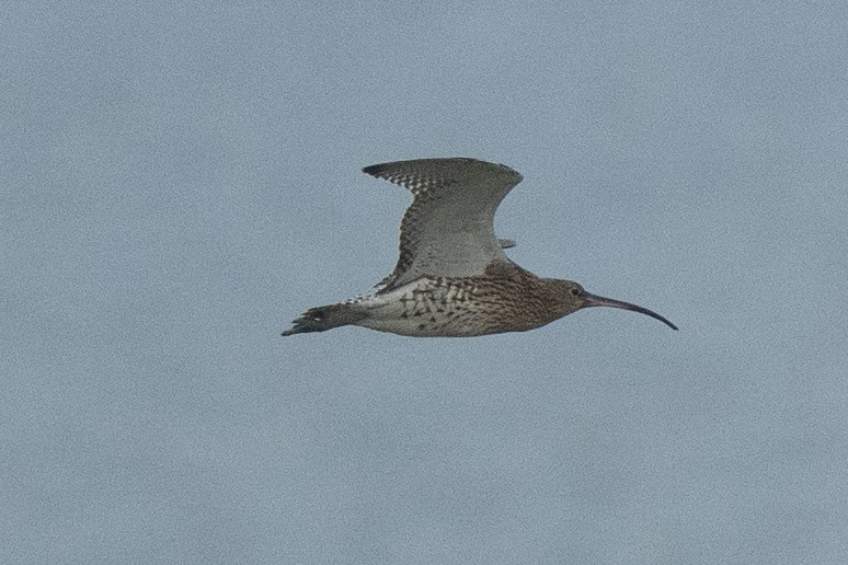 Eurasian Curlew - ML516756181