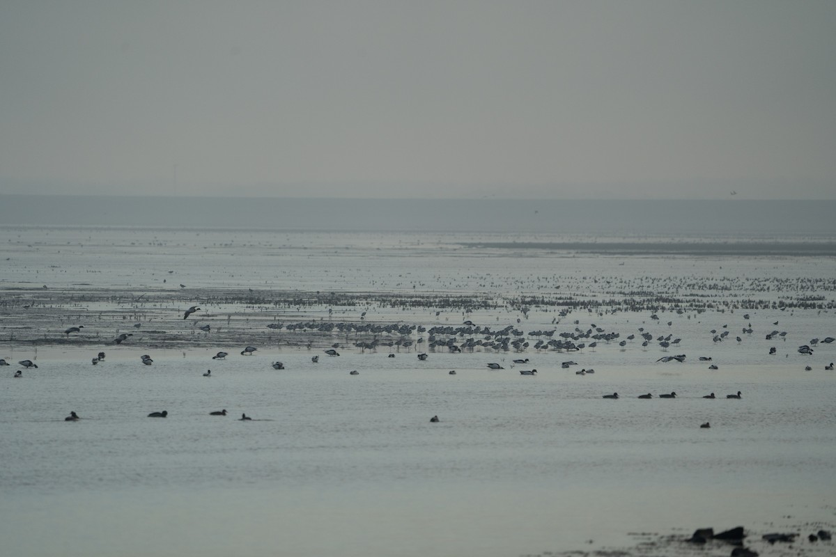 Pied Avocet - ML516756201