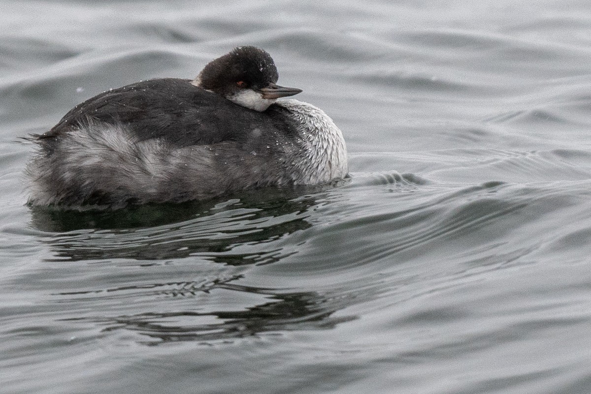Eared Grebe - ML516756801