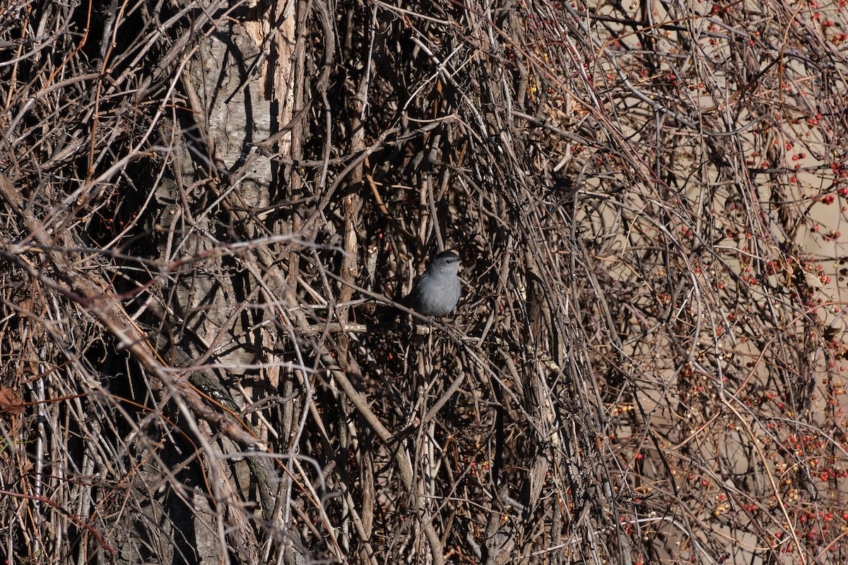 Gray Catbird - ML516757031