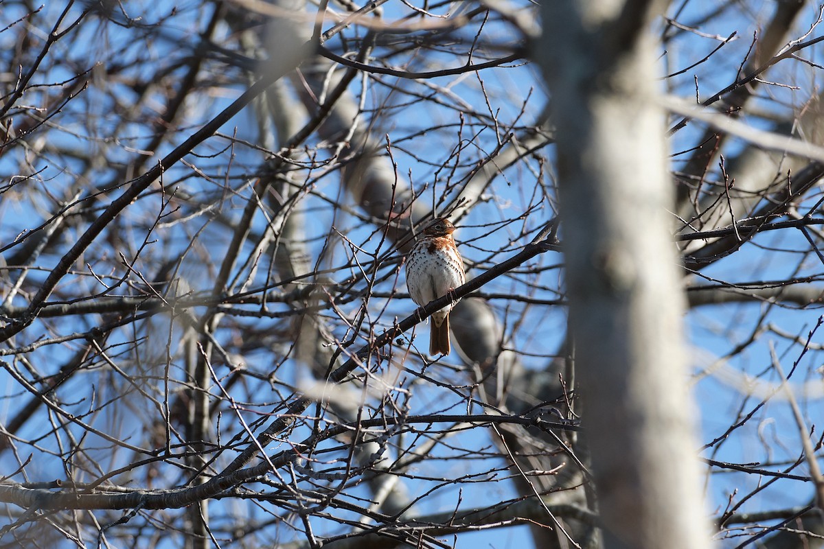 Fox Sparrow (Red) - Christopher McPherson