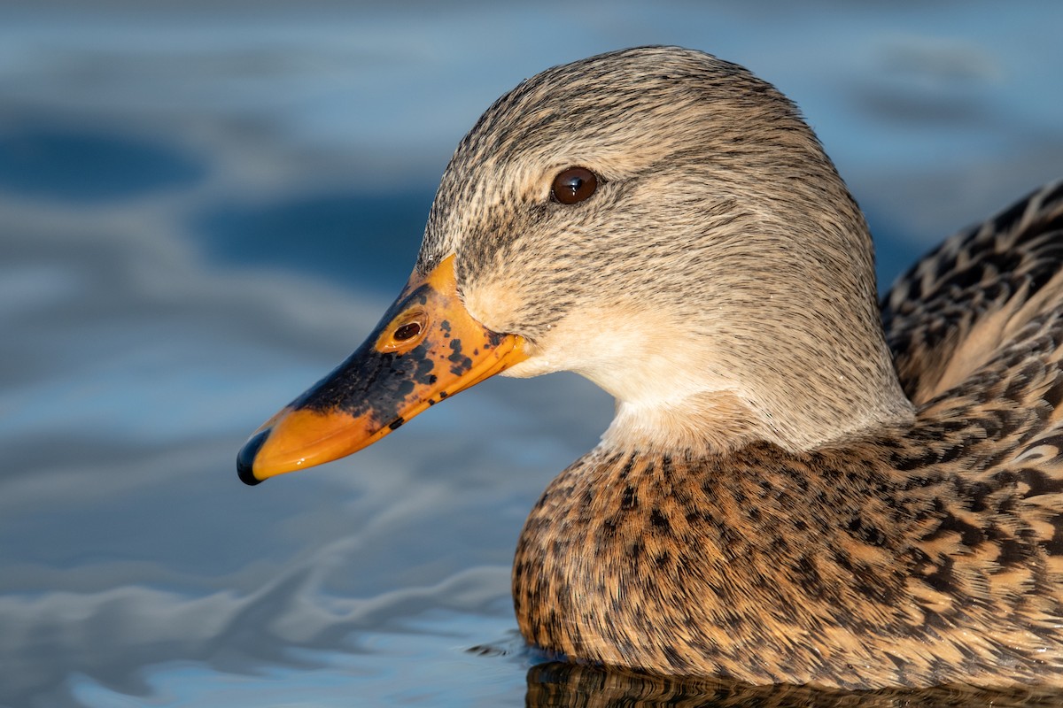 Mallard - ML516757731