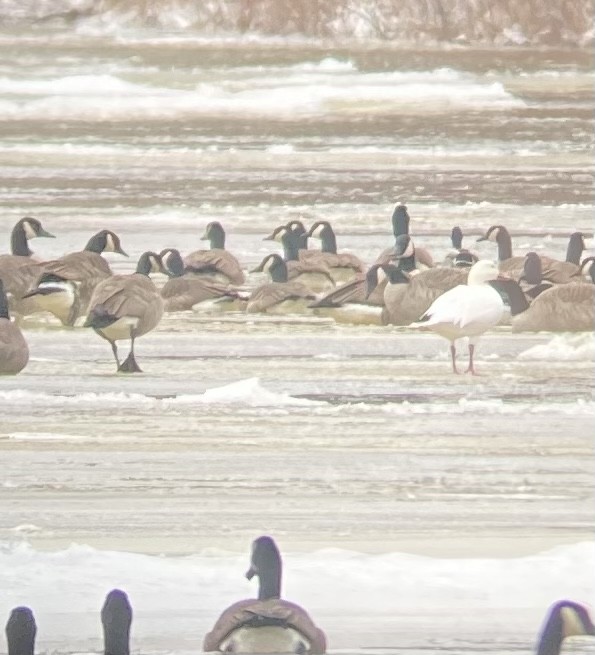 Snow Goose - ML516758191