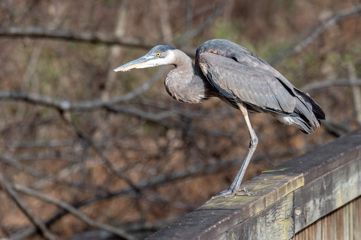 Great Blue Heron - ML516758311