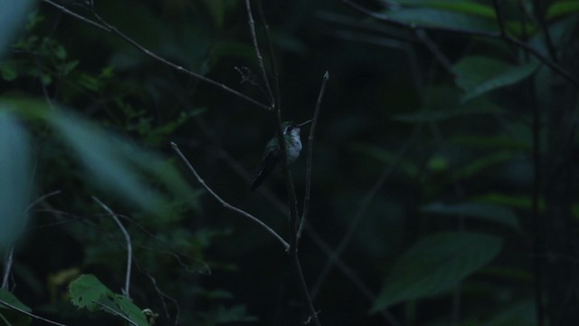 kolibřík Canivetův (ssp. canivetii) - ML516759