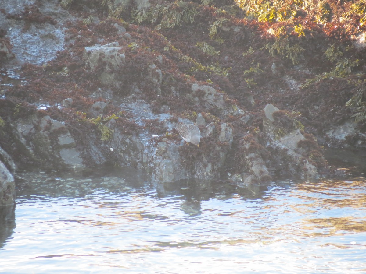 Rock Sandpiper - ML516759361