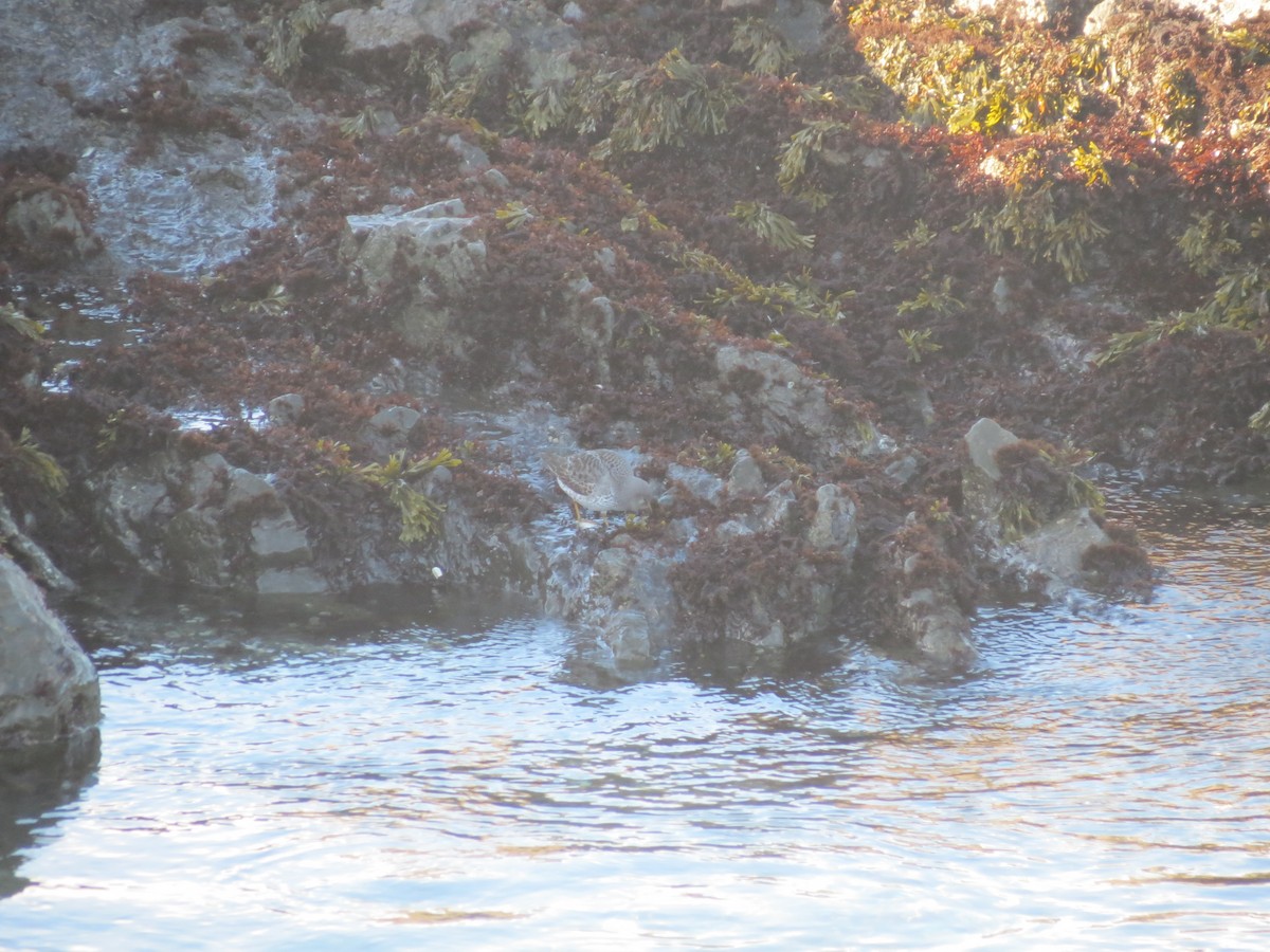 Rock Sandpiper - ML516759371