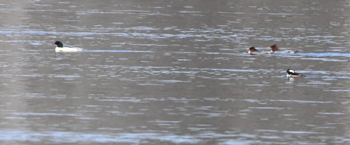 Common Merganser - Ann Stinely