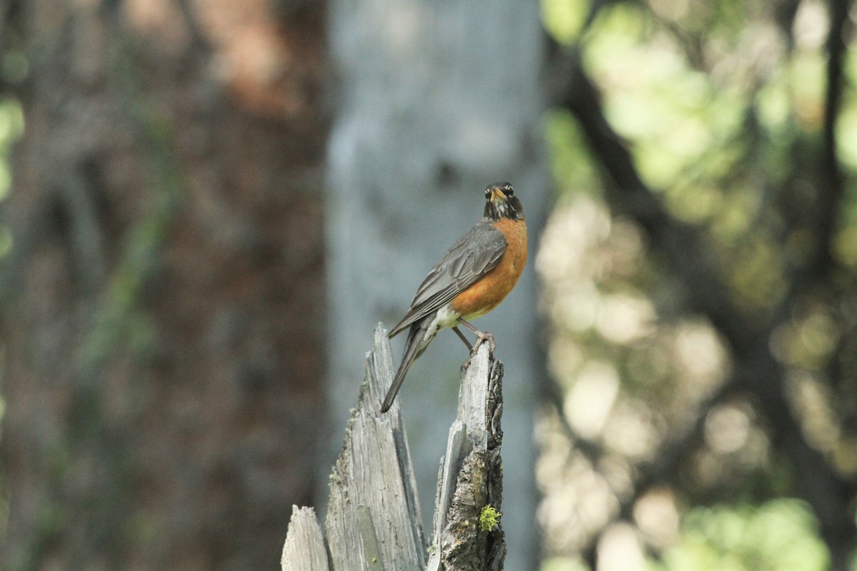 American Robin - ML516760421