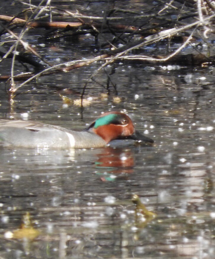 Green-winged Teal - ML51676081