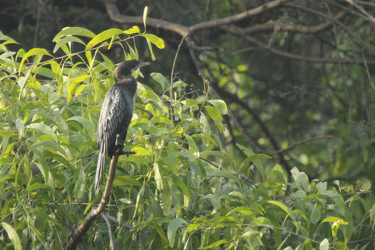 Cormorán de Java - ML516761291