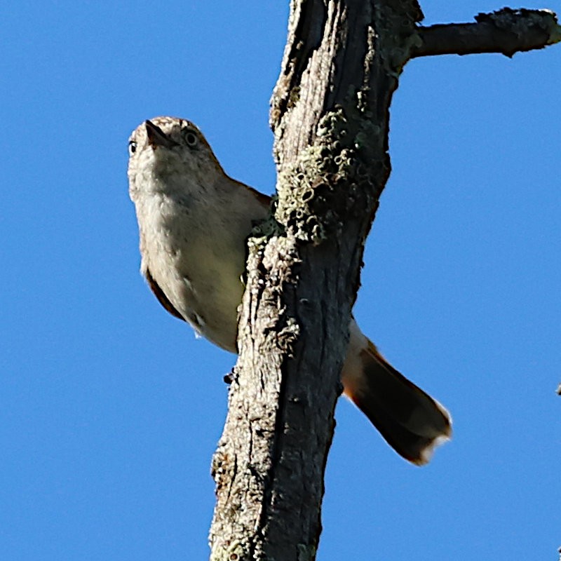 Chestnut-rumped Thornbill - ML516762121